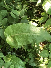 Rumex obtusifolius
