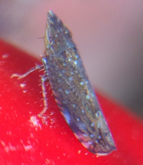 Scaphytopius loricatus
