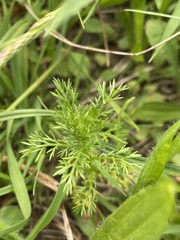 Matricaria discoidea