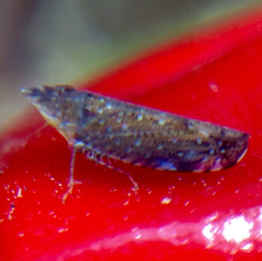 Scaphytopius loricatus