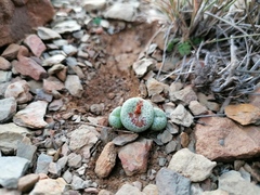 Conophytum truncatum