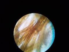 Nostocales