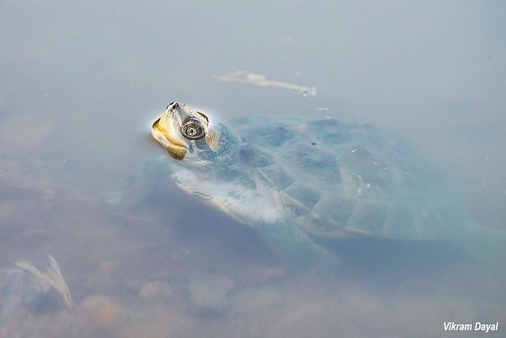 Three-Striped Roofed Turtle