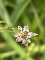 Microbotryum stellariae