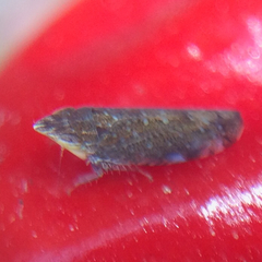 Scaphytopius loricatus