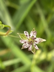 Microbotryum stellariae