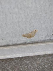 Idaea trigeminata