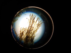 Nostocales