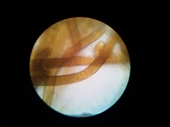 Nostocales