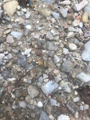 Araneae