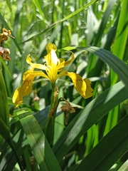 Iris pseudacorus