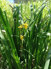 Iris pseudacorus