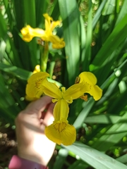 Iris pseudacorus