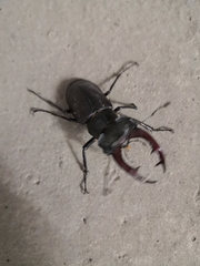 Lucanus cervus