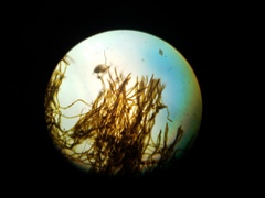 Nostocales