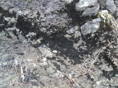 Nostocales