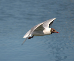 Chroicocephalus ridibundus