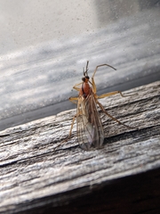 Empis stercorea
