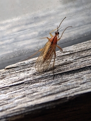 Empis stercorea