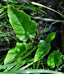 Zantedeschia aethiopica