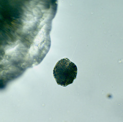 Vacuolariaceae