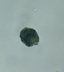 Vacuolariaceae