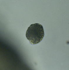 Vacuolariaceae