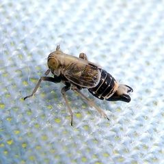 Dicranotropis hamata