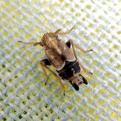 Dicranotropis hamata