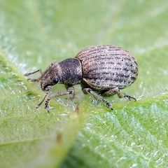 Attactagenus plumbeus