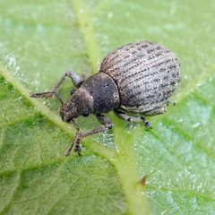 Attactagenus plumbeus