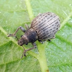 Attactagenus plumbeus