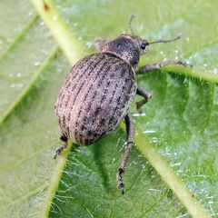 Attactagenus plumbeus