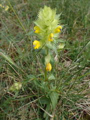 Rhinanthus pumilus