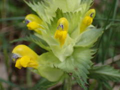 Rhinanthus pumilus