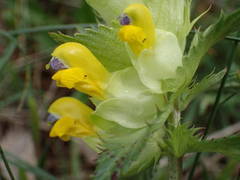 Rhinanthus pumilus