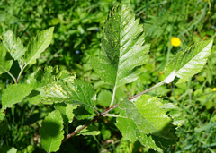 Hedlundia austriaca