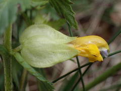 Rhinanthus pumilus