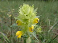 Rhinanthus pumilus