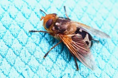 Microtropesa sinuata