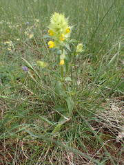 Rhinanthus pumilus