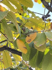 Lagerstroemia speciosa
