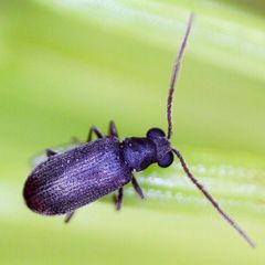 Dryophilus pusillus