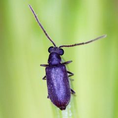 Dryophilus pusillus