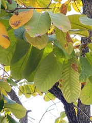 Lagerstroemia speciosa