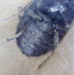 Dryophilus pusillus