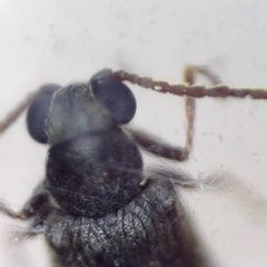 Dryophilus pusillus