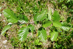 Hedlundia austriaca