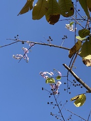 Lagerstroemia speciosa