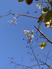 Lagerstroemia speciosa